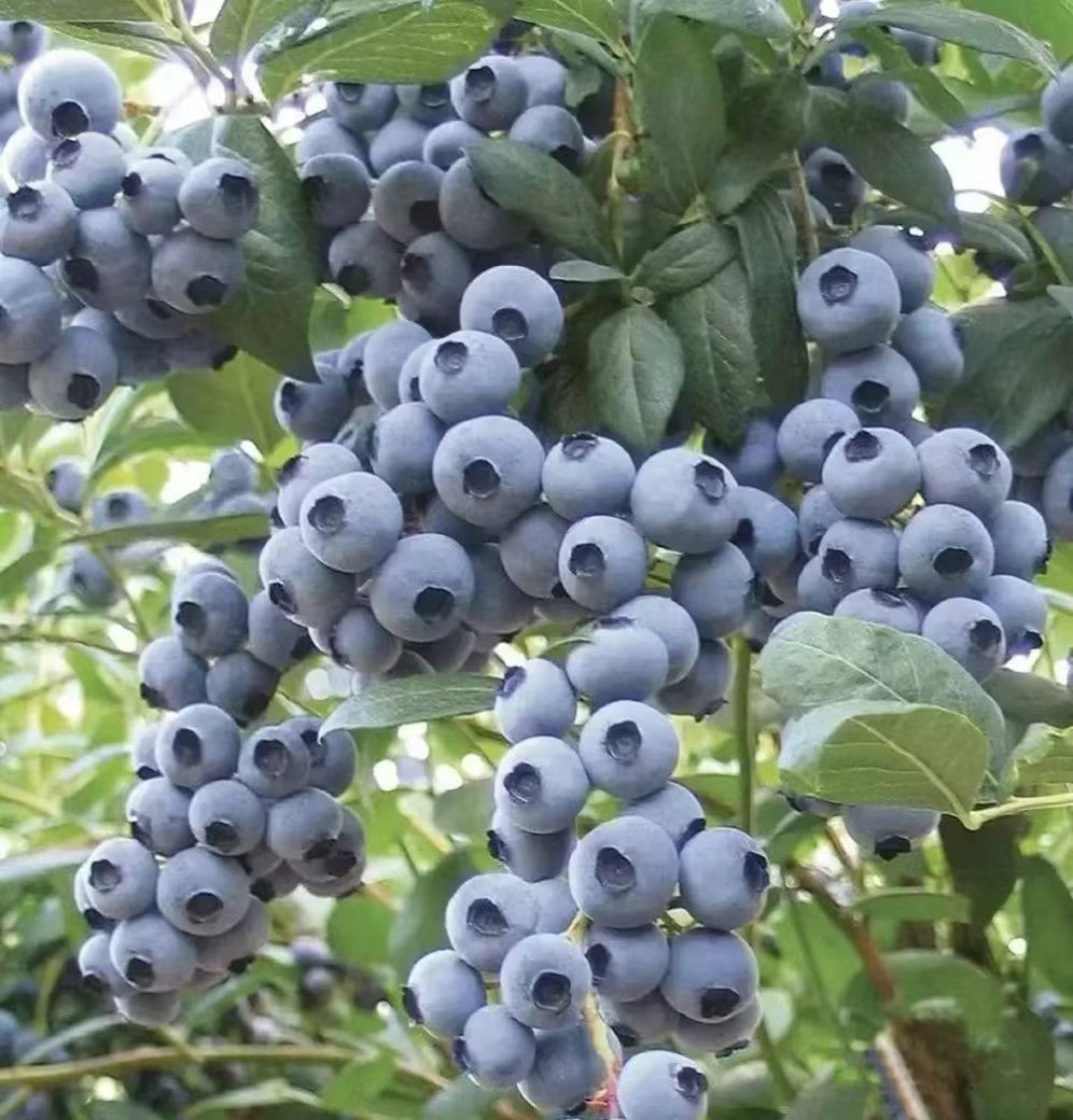 Giant Blueberry Fruit Seeds|🫠Flat 50% SavingðŸ«