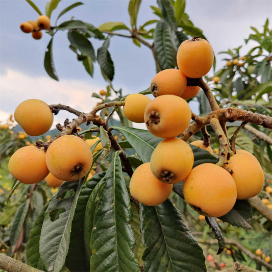 Five-star Loquat Seeds|ðŸ‘Flat 50% SavingðŸ‘