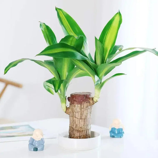 Big Size Lucky Brazil Wood Plant |ðŸ”¥FLAT 50% OFF SALEðŸ”¥