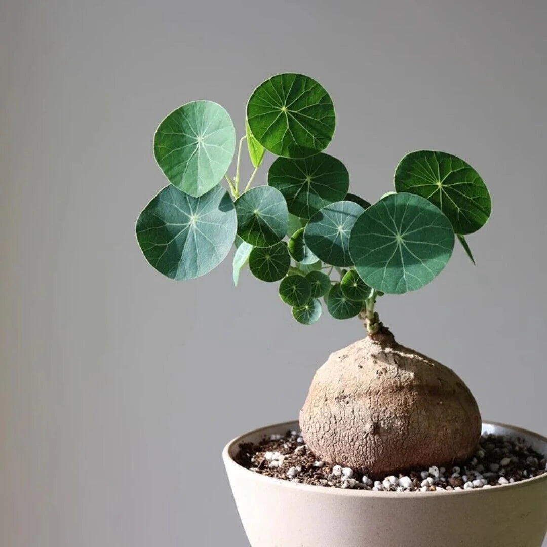 Stephania Erecta Plant | ðŸ”¥FLAT 50% OFF SALEðŸ”¥