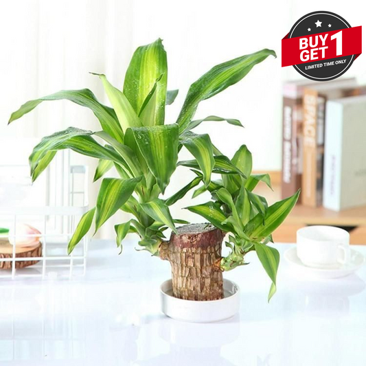 Big Size Lucky Brazil Wood Plant |ðŸ”¥Buy 1 Get 1 FreeðŸ”¥